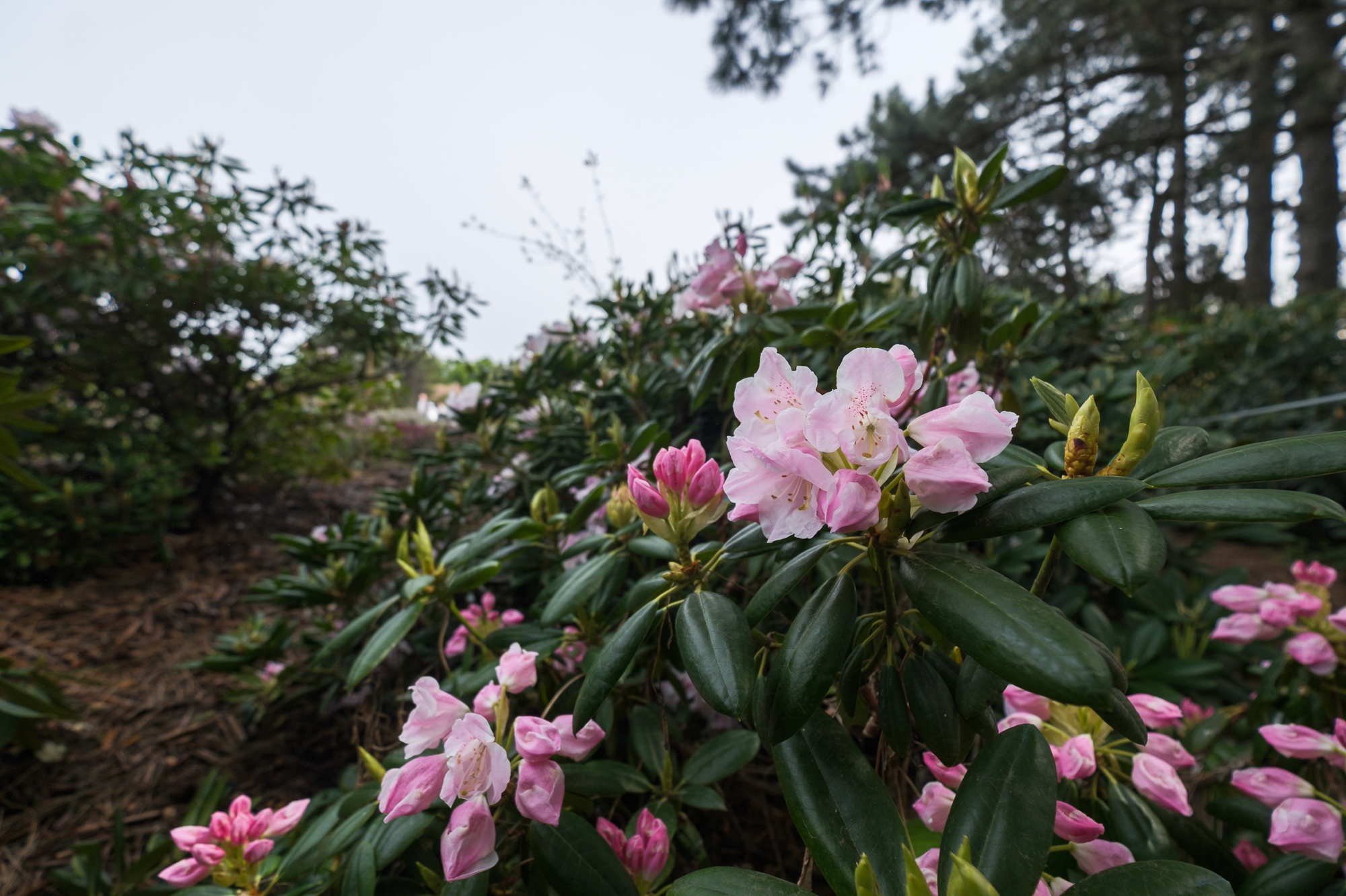 "Червона рута" у Києві: науковці Ботсаду на крок до прориву, на який чекали майже століття